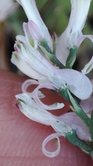 Fumaria macrocarpa