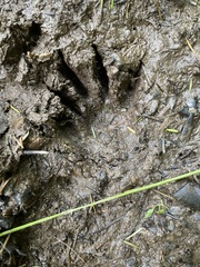 Procyon lotor pacificus