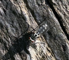 Eustalomyia hilaris
