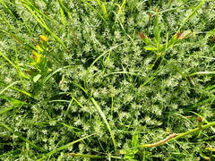 Eragrostis secundiflora