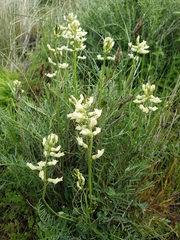 Astragalus riparius