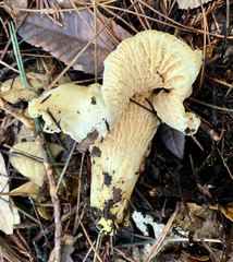Cantharellus subalbidus