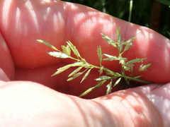Eragrostis secundiflora