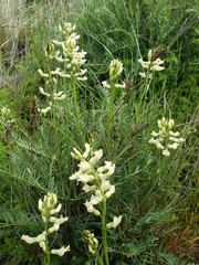 Astragalus riparius