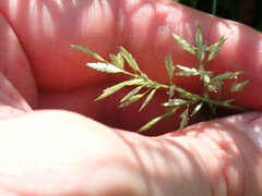 Eragrostis secundiflora