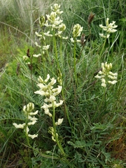 Astragalus riparius