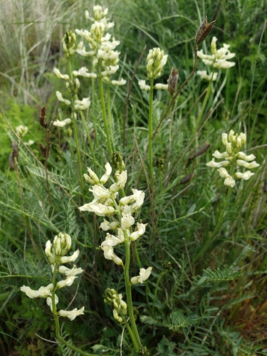 woodyroot milkvetch (Astragalus riparius)