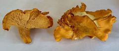 Cantharellus californicus