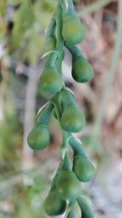 Fumaria macrocarpa