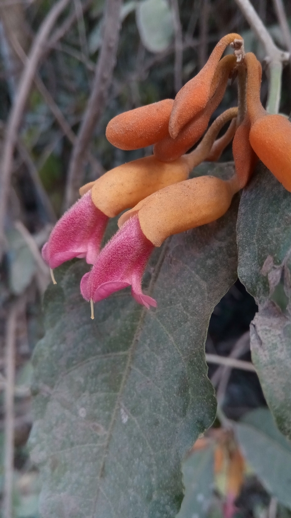 Pseudocalyx