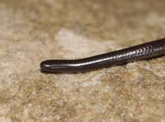 Leptotyphlops sylvicolus