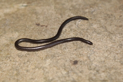 Leptotyphlops sylvicolus