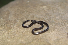 Leptotyphlops sylvicolus