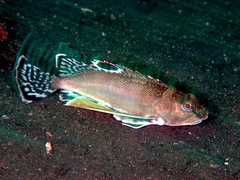 Ocellated Waspfish photo 4