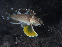 Ocellated Waspfish photo 5