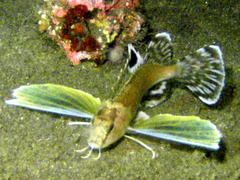 Ocellated Waspfish photo 3