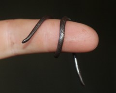 Leptotyphlops sylvicolus