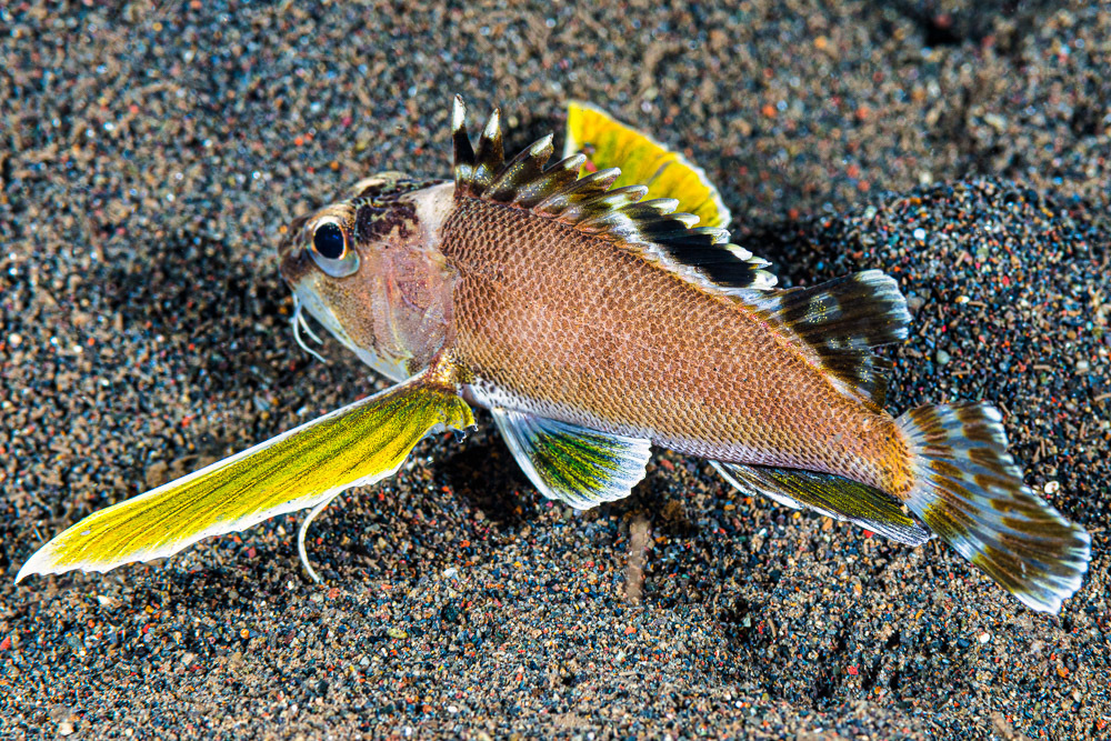 Ocellated Waspfish