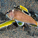 Longfin Waspfish - Photo (c) François Libert, some rights reserved (CC BY-NC-SA)