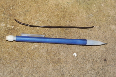 Leptotyphlops sylvicolus