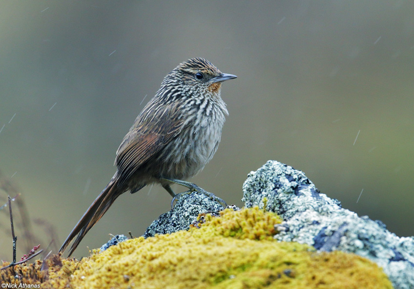 Junin Canastero photo