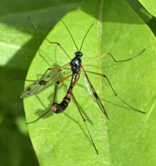 Ptychoptera contaminata