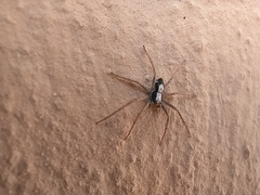 Pulchellodromus pulchellus