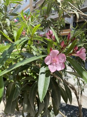 Nerium oleander