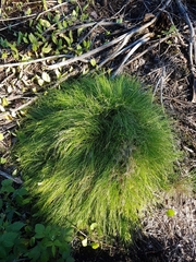 Carex brunnescens sphaerostachya