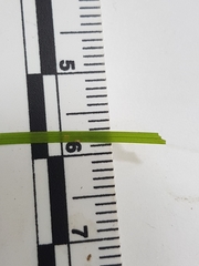 Carex brunnescens sphaerostachya