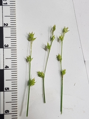 Carex brunnescens sphaerostachya