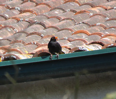 Turdus merula