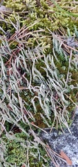 Cladonia subulata