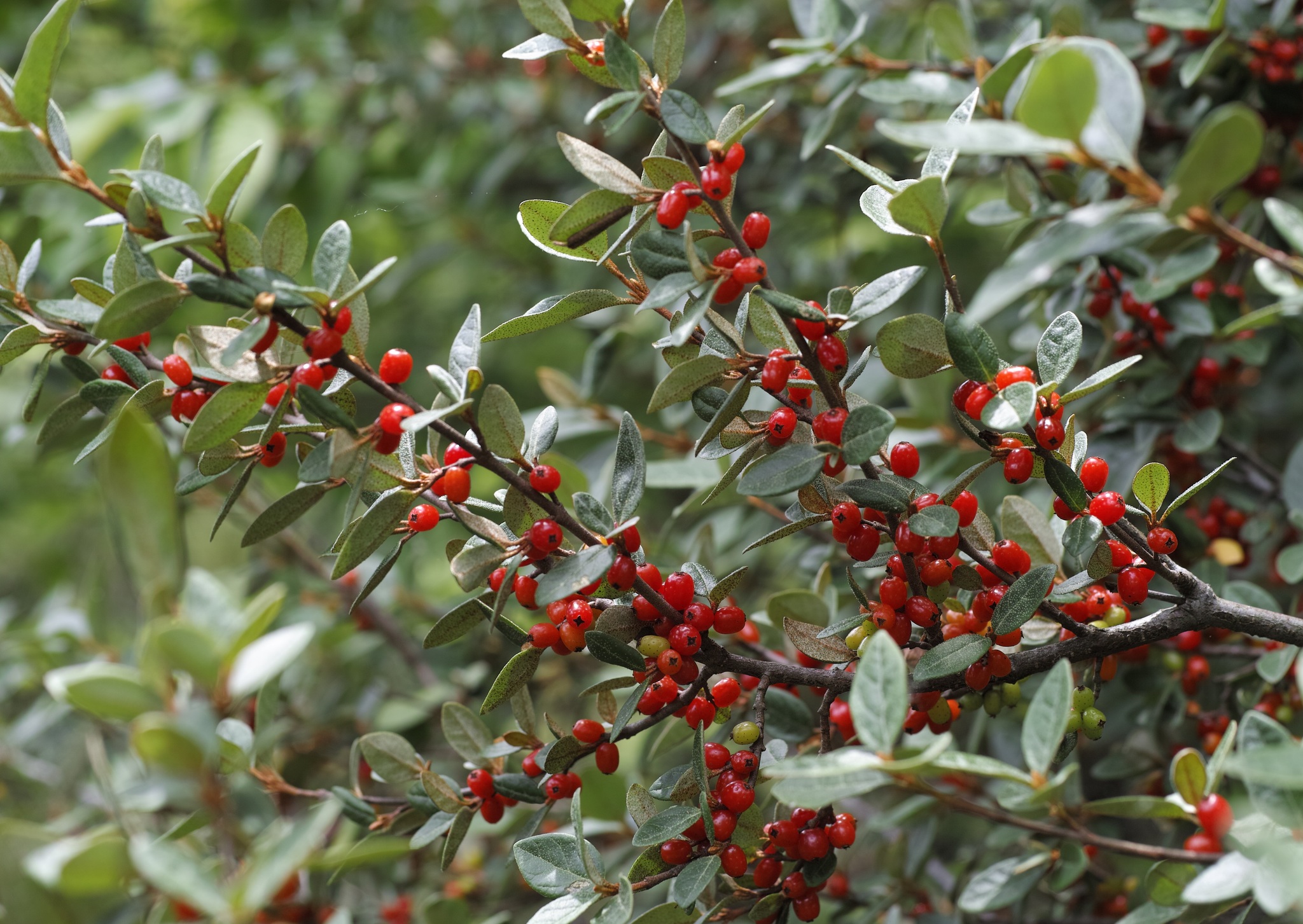 Shepherdia canadensis