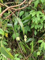 Lardizabalaceae