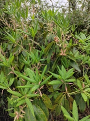Rhododendron fortunei