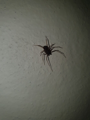 Scytodes elizabethae