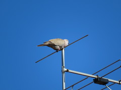 Streptopelia decaocto