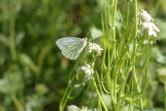 Pieris napi