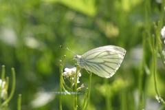Pieris napi