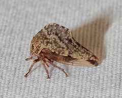 Telamona ampelopsidis