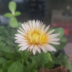 Taraxacum pseudoroseum