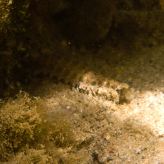 Pseudosquilla ciliata