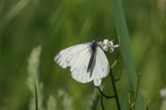 Pieris napi