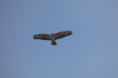 Buteo buteo