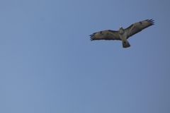 Buteo buteo