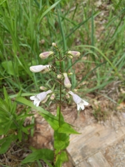 Penstemon canescens