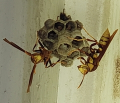 Polistes major major