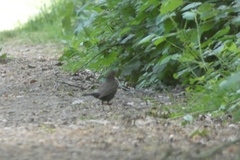 Turdus merula