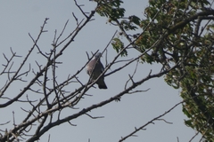 Columba palumbus